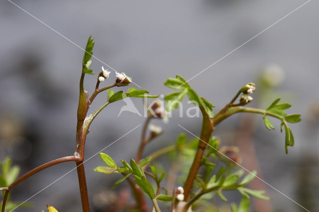 Lesser Marshwort (Apium inundatum)