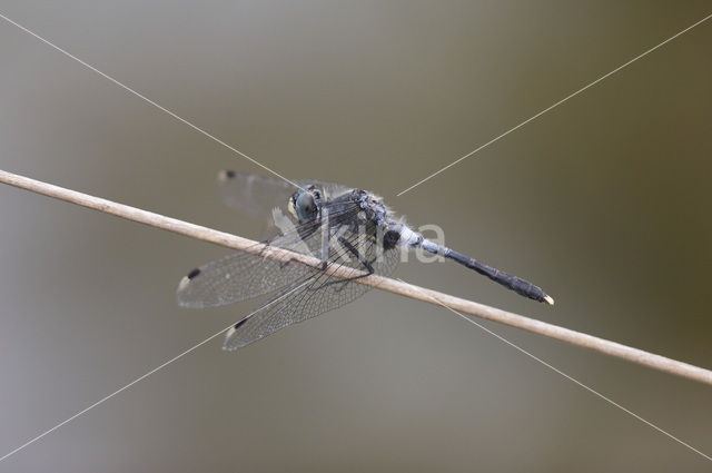 Eastern White-faced Darter (Leucorrhinia albifrons)