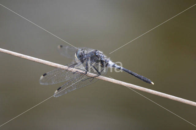 Eastern White-faced Darter (Leucorrhinia albifrons)