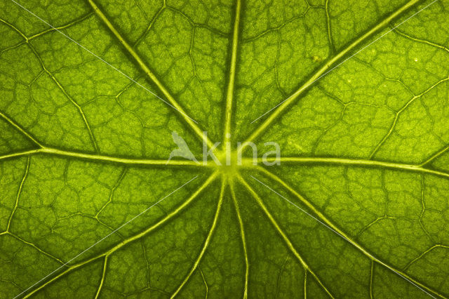 Garden Nasturnium (Tropaeolum majus)