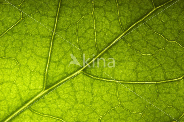 Garden Nasturnium (Tropaeolum majus)