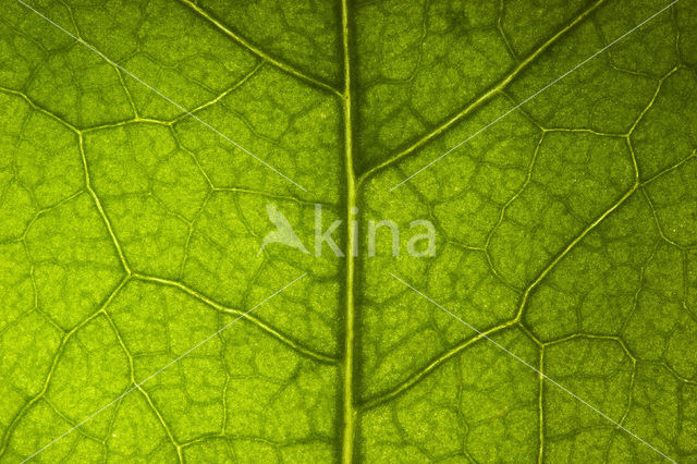 Garden Nasturnium (Tropaeolum majus)