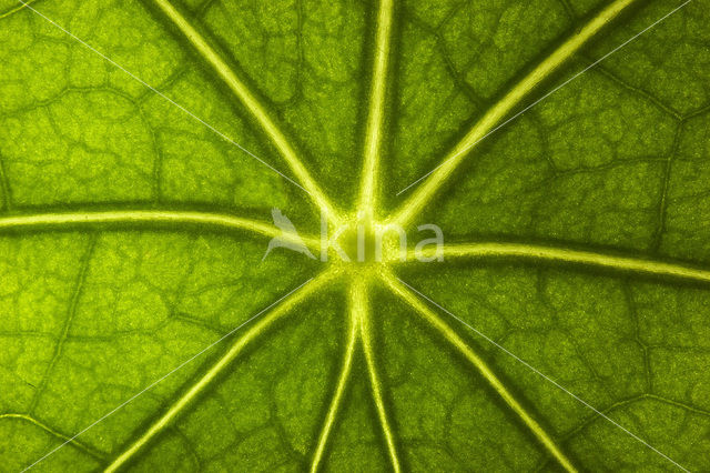 Garden Nasturnium (Tropaeolum majus)