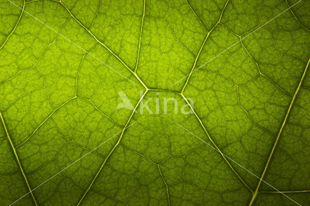 Garden Nasturnium (Tropaeolum majus)