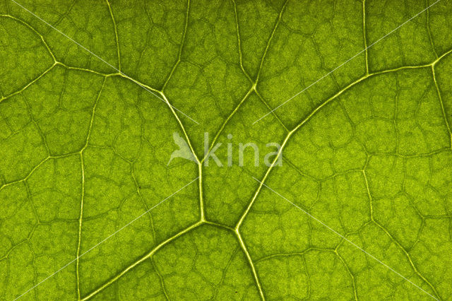 Oostindische kers (Tropaeolum majus)