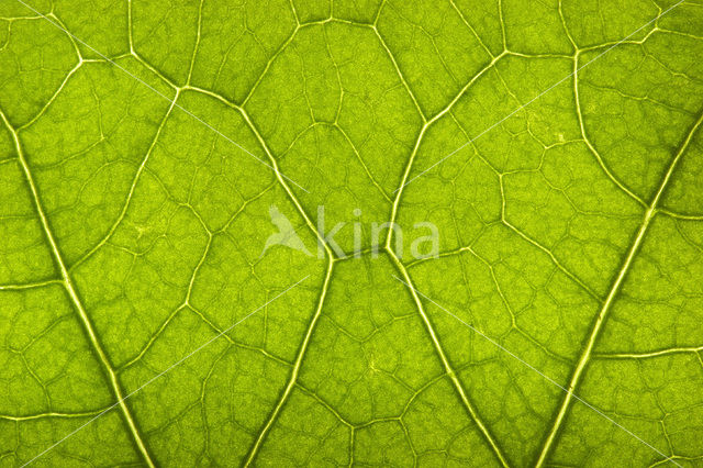 Garden Nasturnium (Tropaeolum majus)