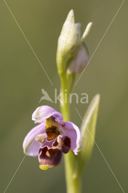 Ophrys santonica