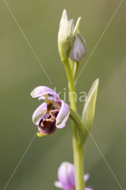 Ophrys santonica