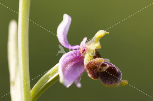 Ophrys santonica