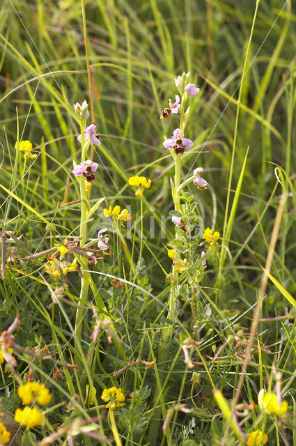 Ophrys santonica