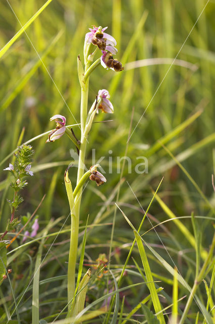 Ophrys santonica