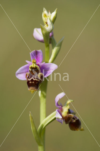 Ophrys santonica