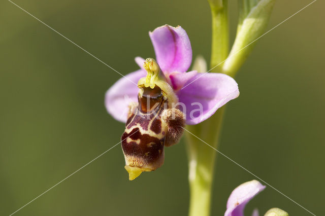 Ophrys santonica