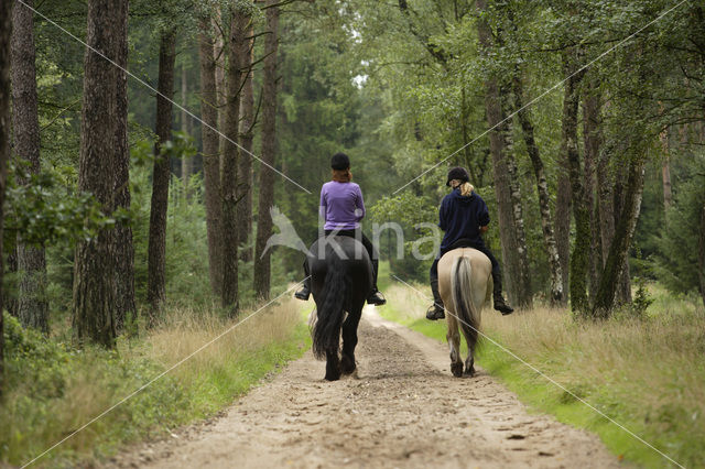 Paard (Equus spp)