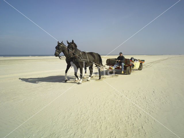 Paard (Equus spp)