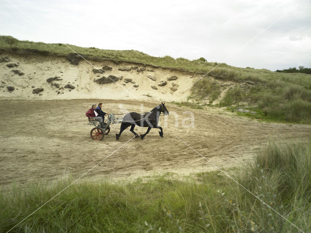 Paard (Equus spp)