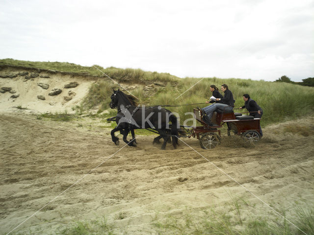 Horse (Equus spp)