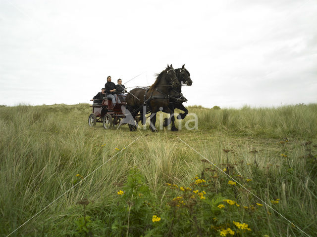 Horse (Equus spp)