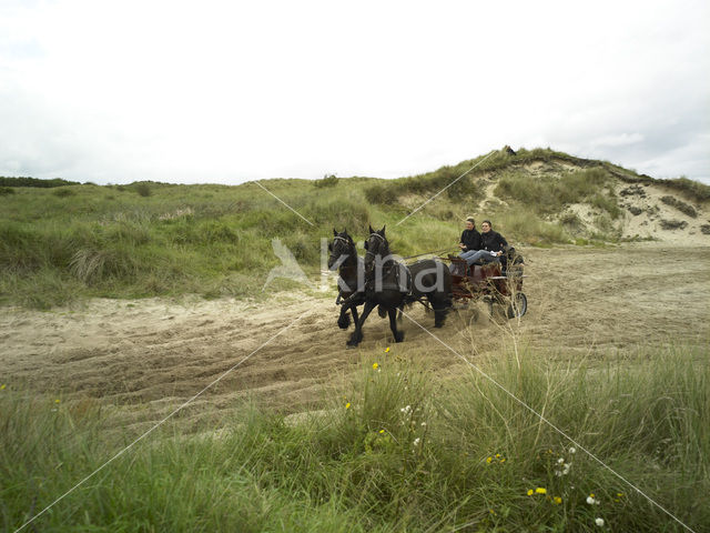 Horse (Equus spp)