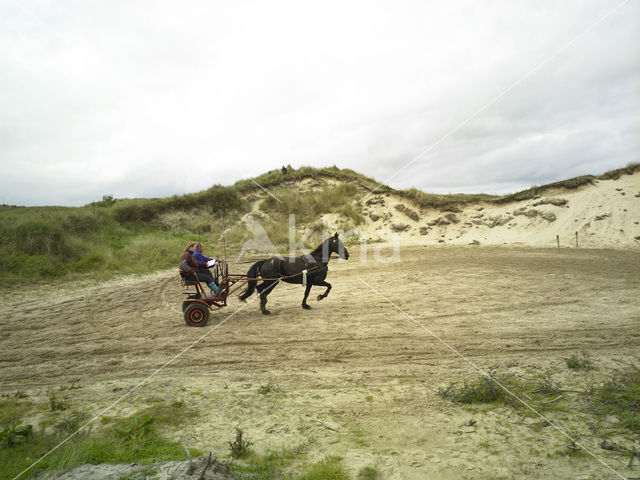 Paard (Equus spp)