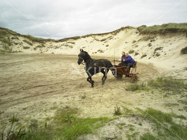 Paard (Equus spp)