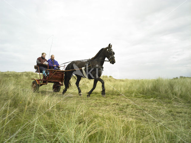 Horse (Equus spp)