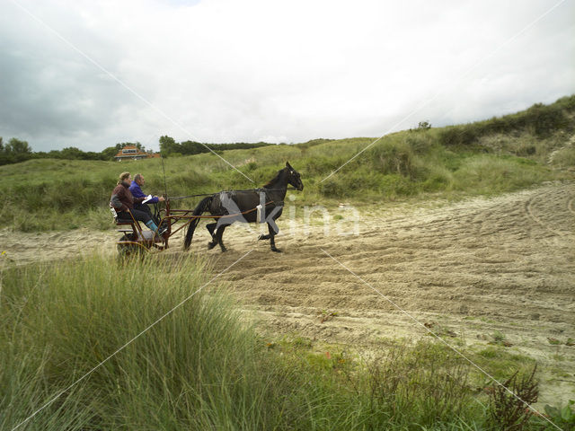 Horse (Equus spp)