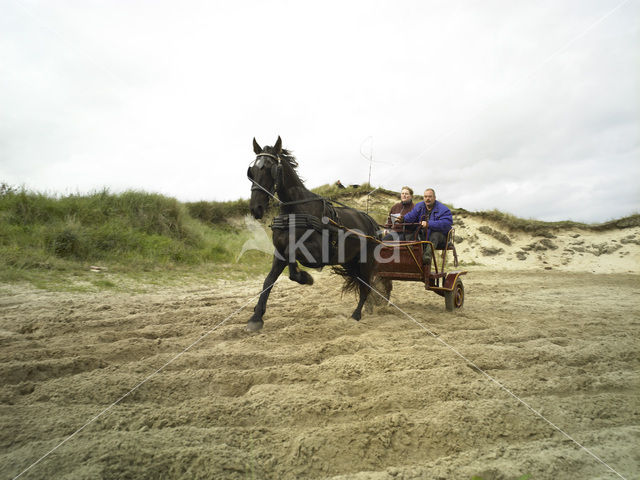 Paard (Equus spp)