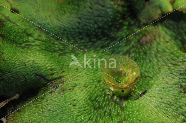 Parapluutjesmos (Marchantia polymorpha)