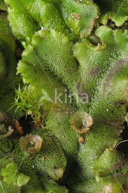 Parapluutjesmos (Marchantia polymorpha)