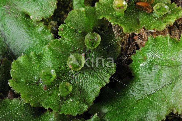 Parapluutjesmos (Marchantia polymorpha)