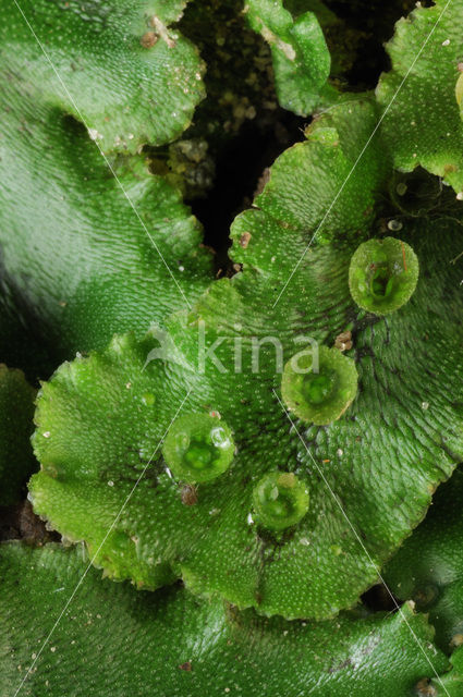 Parapluutjesmos (Marchantia polymorpha)