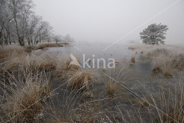 Pijpestrootje (Molinia caerulea)