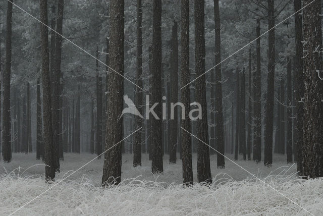 Purple Moor-grass (Molinia caerulea)