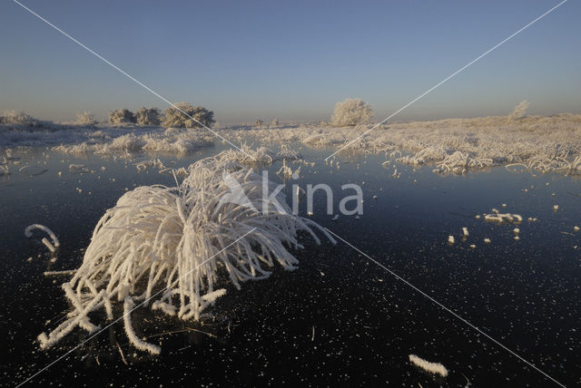 Purple Moor-grass (Molinia caerulea)