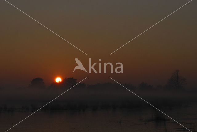 Purple Moor-grass (Molinia caerulea)