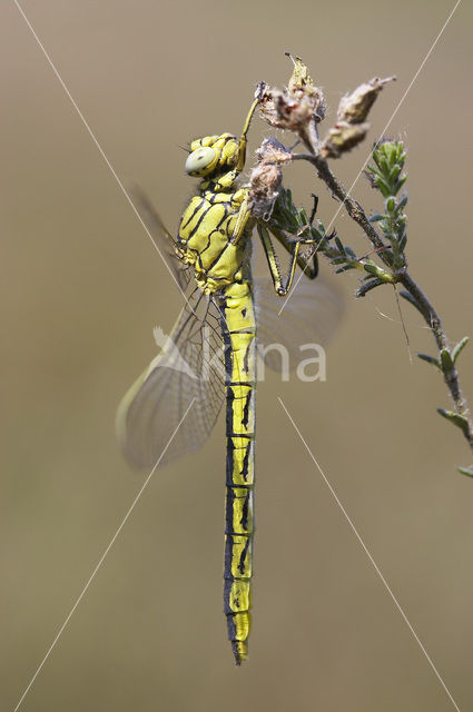 Dragonfly (Gomphus pulchellus)