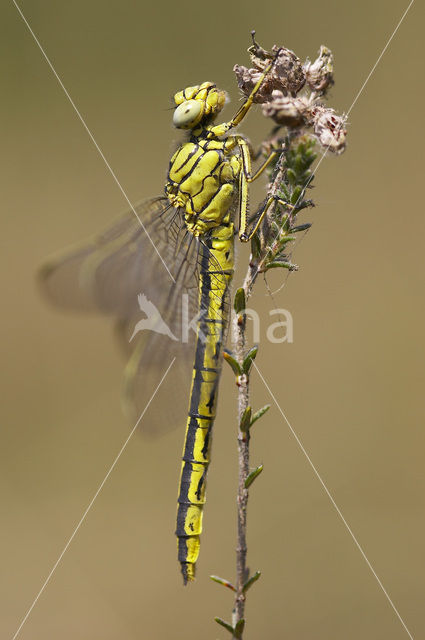 Dragonfly (Gomphus pulchellus)