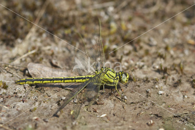 Dragonfly (Gomphus pulchellus)