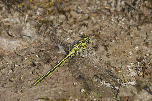 Dragonfly (Gomphus pulchellus)