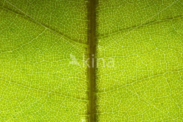 plane tree (Platanus hispanica)