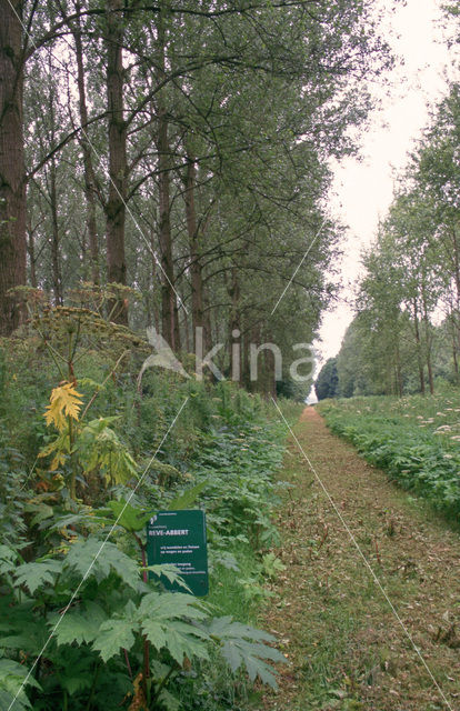 Populier (Populus spec.)