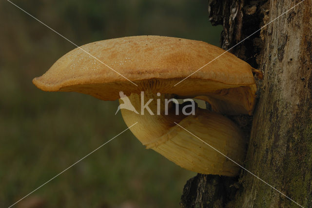 Giant Flame Cap (Gymnopilus junonius)