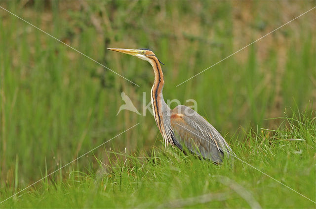 Purple Heron (Ardea purpurea)