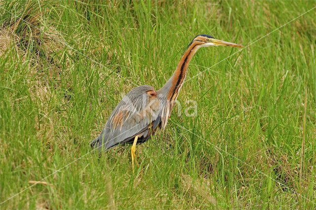 Purple Heron (Ardea purpurea)