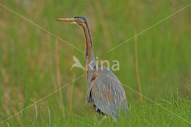 Purple Heron (Ardea purpurea)
