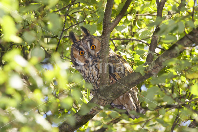 Long-eared Owl (Asio otus)