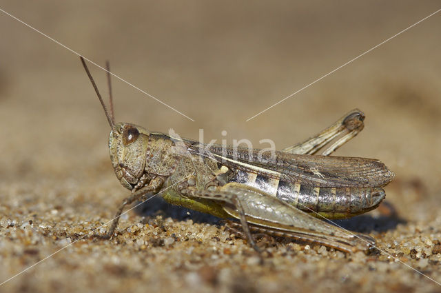 Bow-winged Grasshopper (Chorthippus biguttulus)