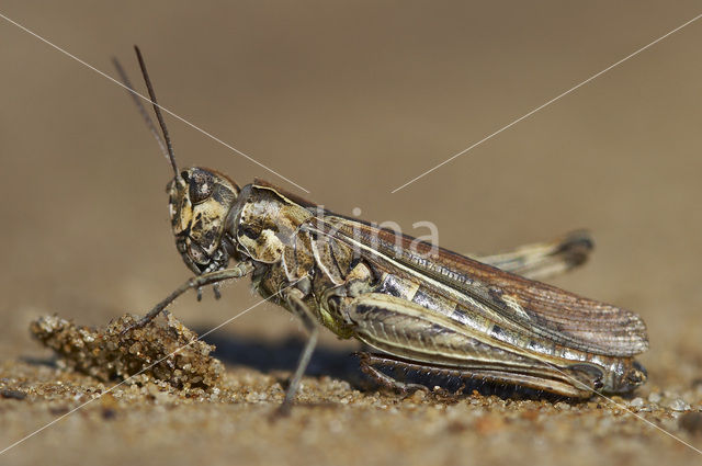 Bow-winged Grasshopper (Chorthippus biguttulus)