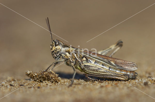 Bow-winged Grasshopper (Chorthippus biguttulus)